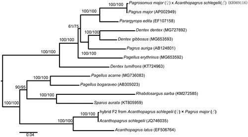 Figure 1. Phylogenetic tree based on mitochondrial genome nucleotide sequences of the hybrid F2 of Acanthopagrus schlegelii (♀) × Pagrus major (♂) and other 14 species of Sparidae reconstructed using the ML and NJ methods. Numbers above each branch represent ML and NJ bootstrap supports. GenBank accession number of each species is shown in parentheses.