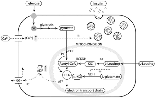 Figure 2 Overview of proposed mechanisms by which glucose and leucine stimulate insulin secretion. GK, glucokinase; PDC, pyruvate dehydrogenase complex; PC, pyruvate carboxylase; TCA, tricarboxylic acid; α-KG, α-ketoglutarate; AT, aminotransferase; BCKDH, branched-chain a-keto-acid dehydryogenase; GDH, glutamate dehydrogenase; KIC, a-ketoisocaproate. Adopted form van Loon et al; Current opinion in clinical nutrition and metabolic care, 2012, 15: 71–77.