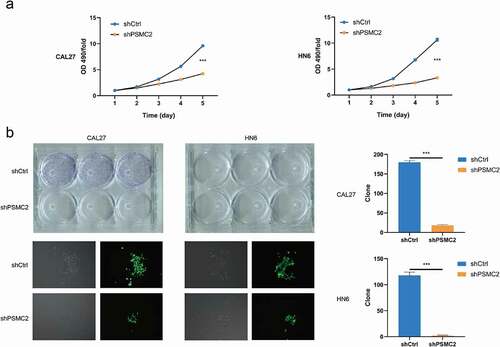 Figure 2. Knockdown of PSMC2 inhibited cell proliferation. (a) Cell proliferation of CAL27 and HN6 cells with or without PSMC2 knockdown was evaluated by MTT assay. (b) Colony formation of CAL27 and HN6 cells with or without PSMC2 knockdown was evaluated by colony formation assay. Data were shown as mean with SD (n ≥ 3). *** p< 0.001.