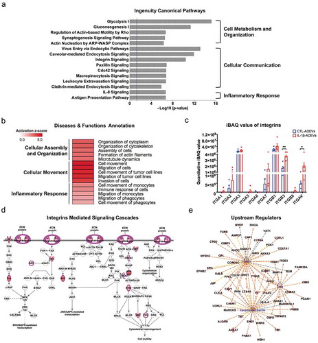 Figure 4. Ingenuity pathway analysis (IPA) of differentially expressed proteins (DEPs) in IL-1β- versus CTL-ADEVs. (a) Total 147 DEPs and their expression values were used as input for IPA. Curated list of the 15 most significantly enriched canonical pathways: cell metabolism and organization, cellular communication and inflammatory response. A statistically significant p-value of 0.05 is indicated on the plot as a vertical dashed line, at the x-value of 1.30. (b) Heatmap of result from diseases and functions annotation performed by IPA, which are associated with cellular assembly and organization, cellular movement and inflammatory response. (c) The iBAQ value of integrins between CTL- and IL-1β-ADEVs. Data are presented as mean ± SEM of n = 5 for both groups. *p < 0.05, **p < 0.01 compared to control group as determined by paired Student’s t-test. (d) DEPs in IL-1β-ADEVs mapping to the integrin-mediated signal cascades conducted by IPA. The highlighted proteins indicate the activated regulation. (e) Consistence of DEPs in IL-1β-ADEVs with the increased signalling of potential upstream regulators including TGF-β1, LPS and IL-1β. Blue colour indicates the upstream regulators; red colour scales the up-regulation of proteins in IL-1β-ADEVs; Red and orange lines indicate leading to activation by predicted relationships.