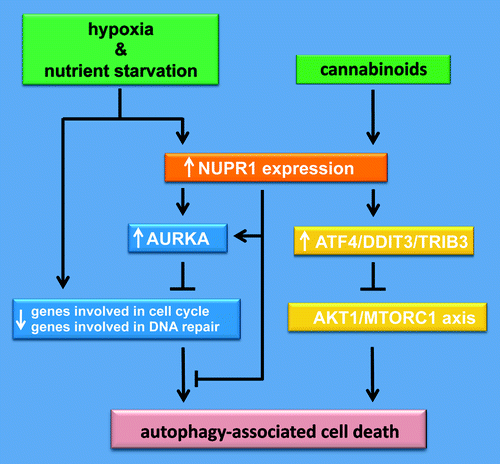 Figure 1. NUPR1 is involved against metabolic stress-associated cell death. Pancreatic ductal adenocarcinoma is hypovascularized as a consequence of its high stroma content. Thus, pancreatic cancer cells become nutrient starved and subjected to long periods of hypoxia. Glucose starvation and hypoxia mediate, on the one hand, inhibition of DNA repair- and cell cycle-associated gene expression, resulting in an autophagy-associated cell death, and, on the other hand, the induction of NUPR1 expression to maintain DNA repair- and cell cycle-associated gene expression and therefore promote cell survival by inhibiting autophagy-associated cell death. However, cannabinoids induce NUPR1-mediated autophagy-dependent cell death by controlling a different set of genes.
