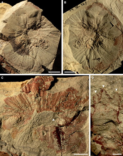 Figure 15. Echidnacaris briggsi (Nedin, Citation1995) comb. nov. oral cones. A, SAMA P57415a. B, SAMA P47415b. C, D, SAMA P52881a. C, overview. D, detail of teeth (arrowheads) at inner margin of a large plate (arrowhead in C). Scale bars: A–C = 10 mm; D = 1 mm.