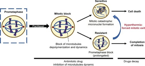 Figure 1 Paclitaxel induces a mitotic block in breast cancer cell.Notes: Next, sensitive cells die by mitotic catastrophe, while resistant cells remain in mitotic block longer and continue proliferation after drug decays. Mild hyperthermia triggers mitotic exit of PTX-pretreated cells, overcoming PTX resistance.Abbreviation: PTX, paclitaxel.