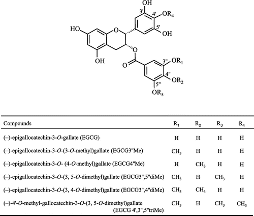 Fig. 1. Chemical structures of EGCG and O-methylated EGCGs.Notes: The chemical structures of unknown compounds 5 and 6 were synthesized in an enzymatic reaction using recombinant enzyme Fv-OMT. Their chemical structures were established by LC–TOF–MS and NMR.
