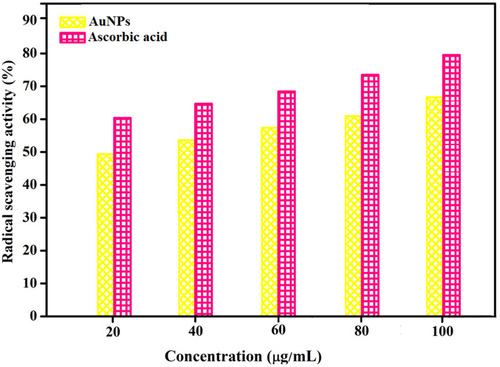 Figure 9 In vitro antioxidant activity of extract containing AuNPs.Abbreviation: AuNPs, gold nanoparticles.