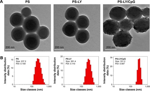 Figure 1 Sizes and morphologies of PS, PS-LY, and PS-LY/CpG under transmission electron microscope (A). Diameters of dynamic light scattering (237.2±12.5 nm, 261.4±11.0 nm, and 331.2±17.2 nm) (B).Abbreviations: PS, polyethylenimine-modified carboxyl-styrene/acrylamide; LY, LY215729; CpG, cytosine-phosphate-guanine; PDI, polydispersity index.