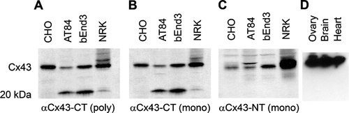 Figure 1 Western blot analysis of Cx43-immunoreactive proteins. The following cell lines were probed: CHO (Chinese hamster ovary), AT84 (murine oral cancer cell line), bEnd3 (brain endothelial cell) and NRK (normal rat kidney). Panels A and B display results obtained after immunoprobing the same membrane with two different antibodies: polyclonal anti–Cx43-CT and monoclonal anti–Cx43-CT. For panel C, samples from the same cell lines were tested for immunoreactivity to a monoclonal anti–Cx43-NT antibody. Panel D is an immunoblot of rat heart, brain and ovary extracts probed using the polyclonal anti–Cx43-CT antibody. Note the 20-kDa band present in the extracts of NRK, AT84 and bEnd3 cells.