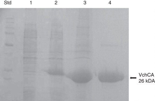 Figure 2. SDS-PAGE of the recombinant VchCA purified from E. coli. Lane Std, molecular markers, M.W. starting from the top: 250, 150, 100, 75, 50, 37, 25 and 20 k Da; Lane 1, cell extract protein from E. coli before induction with IPTG; Lane 2, cell extract protein after induction with IPTG; Lane 3, supernatant after 45% ammonium sulfate precipitation; and Lane 4, purified VchCA from His-tag affinity column.