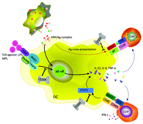 Figure 1. CD204 acts as an immune regulator inhibiting DC functions and T cell activation. Upon stimulation with adjuvant (e.g., MPL or HSP), intracellular CD204 interferes with the NF-κB signaling pathways in DCs, resulting in reduced functions of DCs in presenting tumor antigens (Ags) and stimulating CD4+ or CD8+ T cells. During DC-T cell interaction at a physiologic mode, CD204 also inhibits STAT1 activity induced by CD40 ligation and IFN-γ stimulation, therefore limiting the activation of a Th1 response.