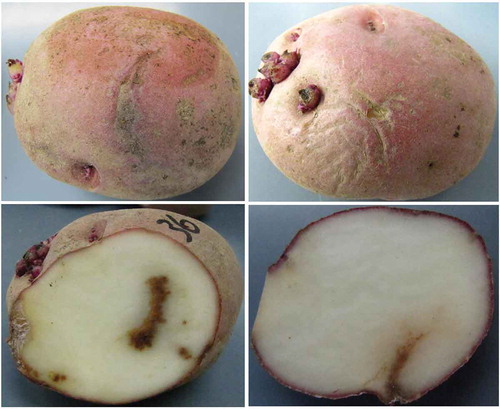 Fig. 1 (Colour online) External and internal necrosis in potatoes ‘Chieftain’ collected in a field in New Brunswick, Canada. Photos were taken 3 months after harvesting.