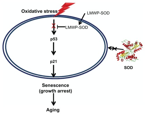 Figure 6 Attenuation mechanism of the LMWP-SOD1 conjugate for oxidative stress-induced senescence via regulation of the p53-p21 pathway.Abbreviations: LMWP, low molecular weight protamine; SOD1, superoxide dismutase.