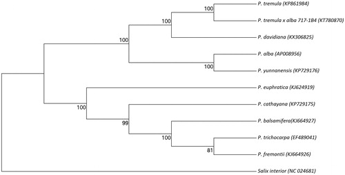 Figure 1. Phylogenetic tree of the complete chloroplast genome sequence of Populus davidiana with other 10 species. The tree was constructed using UPGMA method with MCL method and bootstrap support values (%) from 1000 replicates are shown above branches. Genbank accession numbers: P. davidiana (KX306825), P. tremula (KP861984), P. tremula × P. alba (KT780870), P. alba (AP008956), P. yunnanensis (KP729176), P. euphratica (KJ624919), P. cathayana(KP929175), P. balsamifera (KJ664927), P. trichocarpa (EF489041), P. fremontii (KJ664926), and Salix interior (NC024681).