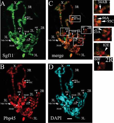 Figure 1. SAGA is colocalised with Pbp45 at many sites on polytene chromosomes of Drosophila. Sgf11 (green) colocalised with Pbp45 (red) on polytene chromosomes of Drosophila in the loci, corresponding to snRNA genes. The Drosophila chromosomes (X, 2L, 2R, 3L and 3R) are indicated. Chromosomes were stained with anti-Sgf11 antibodies (a), with anti-Pbp45 antibodies (b), and co-stained with DAPI (d). Merged image is shown (c). Arrows indicate some of the sites where Sgf11 and Pbp45 co-localise in the loci, corresponding to snRNA genes (34AB, 96A, 95C, 23A etc.). Arrowheads indicate some of the loci where Sgf11 and Pbp45 do not co-localise (82E, 60F). Each site is indicated according the D. melanogaster Chromosome Map (FlyBase.org). The enlarged fragments of merged image (shown in frames) are presented on right panels. Scale bar = 10μm.