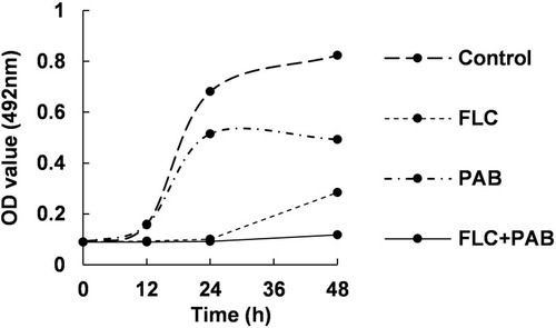 Figure 1 The Growth curve of PAB in combination with FLC against resistant C. tropicalis (365). The fungal supernatant (103 CFU/mL) containing agents (1 µg/mL PAB, 2 µg/mL FLC and 1µg/mL PAB + 2µg/mL FLC) were grown with constant shaking at 37◦C. The control was free of FLC and PAB. At designated time points (0, 12, 24, 48 h), the cell broths were pipetted out to determine the OD with microplate reader at 495 nm.