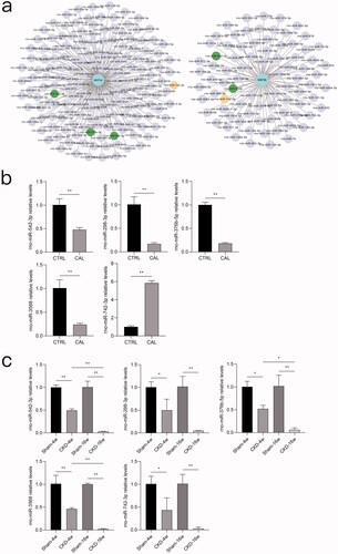 Figure 7. miRNA prediction of WNT5A and WNT5B and validation of miRNAs in rat aortic VSMCs and rat aortic tissue. a) TargetScan was used to predict miRNAs targeting WNT5A and WNT5B. Green dots indicate downregulated genes and yellow dots indicate an inconsistent trend. b) Expression levels of miR-542-3p, miR-298-3p, miR-376b-5p, miR-3568, and miR-742-3p between the calcification (CAL) and the non-calcification (CTRL) groups based on real-time PCR. c) Expression levels of miR-542-3p, miR-298-3p, miR-376b-5p, miR-3568, and miR-742-3p in rat aortas between the CKD and sham groups at 4 and 16 weeks based on real-time PCR. *p < 0.05, **p < 0.01, n ≥ 3 in each group.