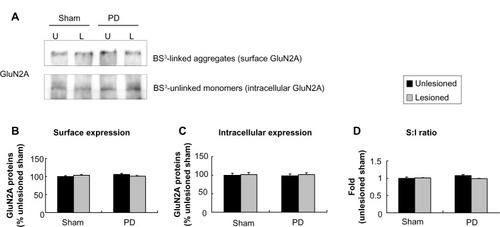 Figure 5 Effect of 6-OHDA lesions on GluN2A receptor expression in surface and intracellular pools of rat striatum.