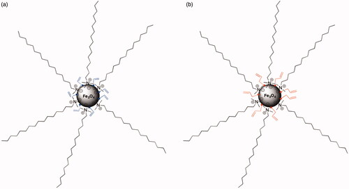 Figure 2. Schematic representation of surface modification of magnetic NPs: (a) acrylic acid (@Fe3O4-AA) and (b) 3-butenoic acid (@Fe3O4-3BA).