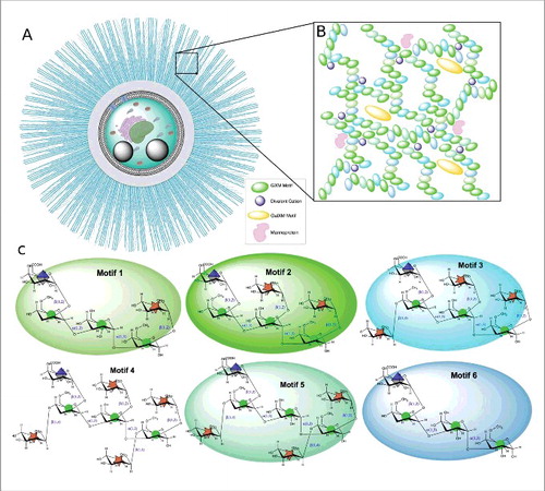 Figure 3. Illustration of the C. neoformans polysaccharide capsule structure. A. Cellular view of the polysaccharide capsule formed by a complex lattice-work of interconnected polymers that decreases in density, porosity and stiffness as it extends radially outward from the cell wall. B. Representative model of proposed polysaccharide lattice making up the capsular macromolecular structure involving interactions between GXM, GalXM, divalent cations, and mannoproteins. C. Structure of the six major motifs making up the GXM polysaccharide present in serotypes A, B, C, and D [Citation35]. These tetrasaccharide to octasaccharide motifs fit together to make up the megadalton GXM polymer. Each motif is color coded to match the lattice illustration in B. In C. neoformans serotype A motif 4 is not present [Citation35]. Motifs are represented using CFG nomenclature (mannose, green circles; xylose, orange 5-pointed start; glucuronic acid, blue/white diamond) along with chair pyranose rings and linkages.