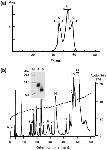 Fig. 5. Purification of mSSPs from the Serum of G. blomhoffii.Notes: (a) Gel filtration of Japanese mamushi serum in a Sephacryl S-300HR column. Three fractions indicated by a bar were collected. (b) Chromatographic analysis of fraction C isolated by gel filtration using an RP-HPLC SepaxBio-C8 column (0.46 × 25 cm). Acetonitrile (%) in 0.1% TFA is shown by a broken line. SDS–PAGE analyses of peaks 4 and 5 of the RP-HPLC-purified proteins are shown in the inset. M, molecular weight markers.