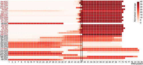 Figure 3. Heatmap showing normalized tRNA fragments read coverage mapped to individual tRNA isoacceptors derived from NaBH4-treated RNAs from DU145 cells. Black boxes indicate cleavage site, corresponding to G46 + 1. In red are methylated tRNA isoacceptors.