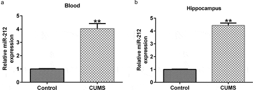 Figure 1. Expression of miR-212 in CUMS mice. The expression level of miR-212 in peripheral blood samples (a) and hippocampus tissues (b) in CUMS mice was determined using quantitative reverse transcription (qRT)-PCR. **p < 0.01 vs. Control group. CUMS, Chronic unpredictable mild stress
