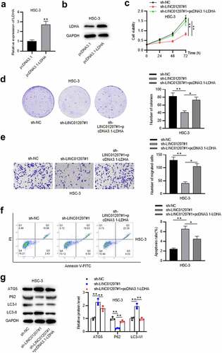 Figure 6. LDHA overexpression reverses the effects of LINC01207 knockdown in OSCC. (a and b) RT-qPCR and western blot analysis of the expression of LDHA in HSC-3 cells after transfecting pcDNA3.1-LDHA. (c-g) after transfecting sh-LINC01207#1 or co-transfecting sh-LINC01207#1 with pcDNA3.1-LDHA in HSC-3 cells, the cell viability was assessed by CCK-8 assay, proliferation was evaluated by colony formation assay, migration was examined by transwell assay, apoptosis was detected by flow cytometry assay, and the protein levels of autophagy-related proteins were presented by western blot. *P < 0.05, **P < 0.01.