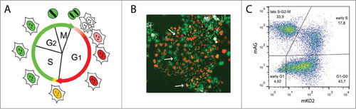 Figure 1. Characterization of CHO Fucci cells. (A) Scheme of the Fucci cell cycle indicator assay.Citation36 (B) Typical ﬂuorescence image of non-synchronized CHO Fucci cells. Arrows point to cells in G1/G0 (top), late S, G2, and M (middle) and early S phase cells (bottom). (C) Flow cytometry analysis of CHO Fucci cells with 4 subpopulations of cells: mKO2-positive G1/G0 cells (mKO2), mAG-positive late S, G2 and M cells (mAG), double positive (mKO2+mAG+) early S cells, and a double negative (mKO2-, mAG-) early G1 cells.