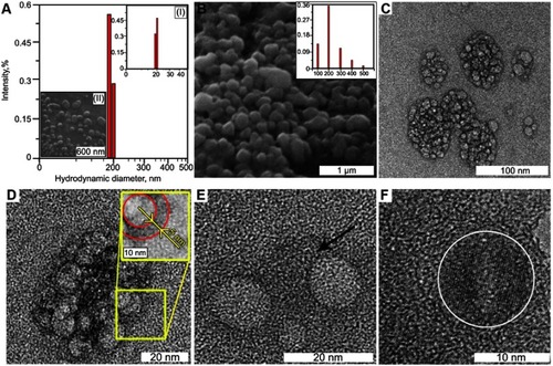 Figure 2 (A) Hydrodynamic diameter of EACA-loaded BSA NCs after filtration through 0.45 µm MCE membrane, the average diameter is 186±24 nm, no MNPs peak (typically around 20 nm) observed which prove the incorporation of MNPs inside BSA NCs. On inset (I): hydrodynamic radius after 2 days of storage, only MNPs and BSA nanoparticles peak is present, which indicates total destruction of NCs. On inset (II): SEM image of filtered BSA NCs. (B) SEM image of as-prepared EACA-loaded BSA NCs before filtration, a small amount of aggregated NCs observed. On inset: size distribution of freshly prepared unfiltered NCs (diameter in nm). (C) The HRTEM image of BSA NCs consisted of smaller structural building blocks. (D) The enlarged HRTEM image of BSA NC. On inset: the enlarged fragment of BSA NC with supposed PEG layer showed by red circles. (E) The enlarged HRTEM image of a BSA nanoparticle structural block. (F) The HRTEM image of MNPs (encircled) inside nanocontainer.