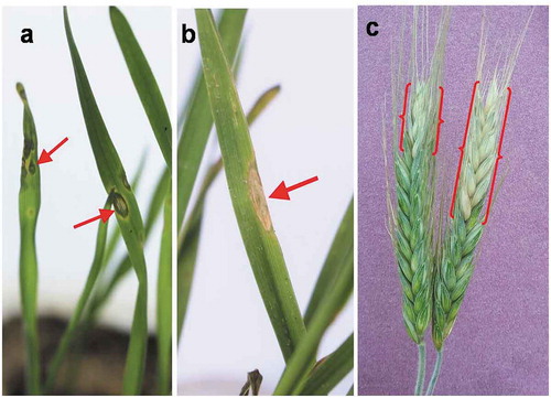 Fig. 6 Pathogenicity confirmation of the M. oryzae pathotype Triticum fungus (isolate TrBWMRI-19M6) by fulfiling the Koch’s postulates; (a) round to oval-shaped water-soaked lesions developed on the seedling leaves 2–3 days after inoculation with Magnaporthe oryzae (TrBWMRI-19M6); (b) grey centred elongated lesion on seedling leaf at 7 days post-inoculation; and (c) partially bleached head blast symptoms developed 10–12 days after inoculation