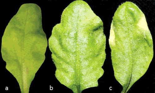 Figure 3. Bacterial growth in Arabidopsis leaves infiltrated with sterile water (negative control) (a), mutant ∆dspA/E strain (b), and wild-type E. amylovora strain (c).