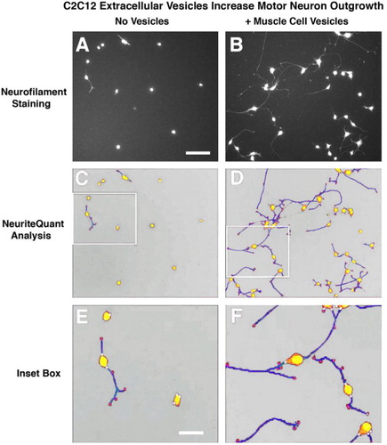 Fig. 4 NeuriteQuant analyses of motor neuron process outgrowth. (A and B) Raw images from control (no vesicles) and vesicle-treated cultures. (C and D) Processed image after running NeuriteQuant program. (E and F) Higher power image of inset boxes from C&D to show various aspects of the quantified data. Motor neuron cell bodies are shown in yellow, neurite processes are shown in blue, with their attachment points to the cell bodies indicated by small white circles, and their end points indicated by small red circles. Size bar in A=100 microns and in E=30 microns.