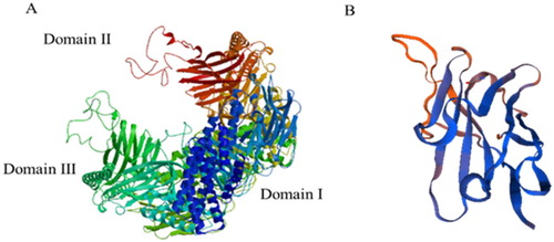 Figure 11. 3D structure of Bt activated-Cry1F toxin (A) and anti-idiotype nanobody 5B (B) simulated by SWISS-MODEL.