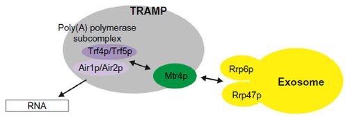 Figure 1 Model of interactions between RNA, TRAMP, and the exosome. RNA substrate bound by Air1p or Air2p is oligo-adenylated by poly(A) polymerase Trf4p or Trf5p until sufficient binding sites are generated for the helicase Mtr4p. Mtr4p is loosely associated with the poly(A) polymerase subcomplex in the TRAMP complex. Mtr4p can only fully bind when the 3′ extensions contain at least 5–6 nucleotides. Therefore, during polyadenylation, the binding affinity of Mtr4p to target substrate increases. This increased affinity might contribute to Mtr4p inhibiting further oligo-adenylation and might induce slight slowing of TRAMP dissociation from the substrate. TRAMP recruits the exosome for RNA degradation through the interaction between Mtr4p and Rrp6p/Rrp47p. Mtr4p also forms a complex with other proteins, such as with Hrb1p and Gbp2p, to mediate quality control of spliced transcripts in yeast, and with hRbm7p and hZCCHC8, as NEXT complexes to degrade PROMPTs.