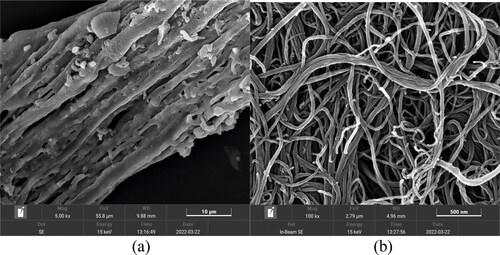 Figure 4. FESEM image of raw materials (a) RHA and (b) as-received MWCNTs.