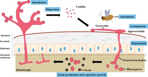 Figure 1. Overview of the basic infection cycle depicted by M. anisopliae in invertebrates. The infection process can be divided into: (1) conidia adherence to the host cuticle; (2) conidia germination and development; (3) appressorium formation; (4) cuticle penetration; (5) colonization of hemolymph; (6) extrusion and sporulation.