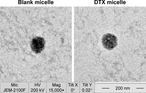 Figure 1 TEM images of blank micelle and DTX-loaded micelle.Abbreviations: TEM, transmission electron microscope; DTX, docetaxel.