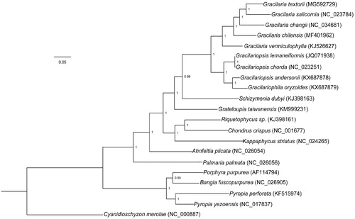Figure 1. Bayesian phylogenetic tree was constructed based on the amino acid dataset of 24 protein genes. All red algae species are listed as follows: Ahnfeltia plicata (NC_026054), Bangia fuscopurpurea (NC_026905), Chondrus crispus (NC_001677), Gracilaria chilensis (NC_026831), Gracilaria salicornia (NC_023784), Gracilaria vermiculophylla (KJ526627), Gracilaria changii (NC_034681), Gracilariophila oryzoides (KX687879), Gracilariopsis andersonii (KX687878), Gracilariopsis chorda (NC_023251), Gracilariopsis lemaneiformis (JQ071938), Grateloupia taiwanensis (KM999231), Kappaphycus striatus (NC_024265), Palmaria palmata (NC_026056), Porphyra purpurea (AF114794), Pyropia yezoensis (NC_017837), Pyropia perforata (KF515974), Riquetophycus sp. (KJ398161), Schizymenia dubyi (KJ398163), and Cyanidioschyzon merolae (NC_000887).