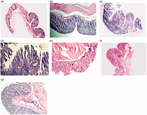 Figure 3. Histopathological observations (H/E staining). (a) Normal colonic mucosa of the control (×40) (Group I), (b) normal colonic crypt structure (×100) (Group I), (c) occurrence of dysplasia (×40) in the DMH-treated animals (Group II), (d) disrupted histoarchitecture (×100) in the DMH-treated animals (Group II), (e) colonic epithelium of DMH + Pio1-treated animals showing restoration of normal histology (×100) (Group III), (f) colonic histoarchitecture of (×40) of the colons of the DMH + Pio2-treated animals depicting regressive effect of drug, (g) normal histoarchitecture (×100) of the colons of the DMH + Pio2-treated animals showing normal apical surface of the crypt (Group IV).