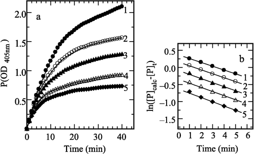 Figure 6 Course of inhibition at different substrate concentration in the presence of 0.40 M H2O2. (a) Curves 1–5 are progress curves with 0.50, 0.40, 0.33, 0.25 and 0.20 mM pNP-β-D-GlcNAc, respectively. (b) Semilogrithmic plot of ln ([P]calc − [P]t) against time. Data were taken from curves 1–5 in (a).