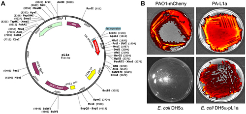 Figure 2 Genetic and functional features of the plasmid pL1a harbored by P. aeruginosa L1a. (A) Map and genetic feature of plasmid pL1a. (B) pL1a expresses the red fluorescence protein. Upper left, fluorescence of P. aeruginosa PAO1 harboring a mCherry encoding plasmid as positive control. Bottom left, fluorescence of E. coli DH5α as negative control. Upper right, fluorescence of P. aeruginosa L1a. Bottom right, fluorescence of E. coli DH5α harboring the plasmid pL1a extracted from P. aeruginosa L1a.