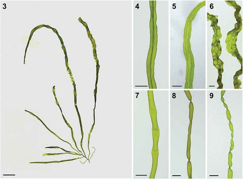 Figs 3–9. Morphology of U. meridionalis. Fig. 3. Voucher specimen collected from Huiquan Bay, Qingdao, China (MBM286543). Figs 4–6. Axis showing central longitudinal fusion of cells along the tube, forming a double tubular thallus. Figs 7–9. Transverse constrictions of thallus. Scale bar: 1 cm in Fig. 3; 3 mm in Figs 4–9