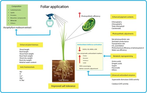 Figure 12. The schematic model depicting the role of foliar treatment of Ascophyllum nodosum biostimulant in improving salt tolerance of rice: Application of biostimulant improved rice salt tolerance by several physiological, molecular, and cellular responses that include: increased photosynthetic pigments, photosynthetic activity and efficiency, plant biomass, water use efficiency, ionic homeostasis, as well as enzymatic and non-enzymatic antioxidant potential.