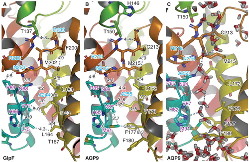 Figure 1. Homology model of human AQP9. The pore residues of the template (A) and the homology model (B). Configuration of the single water file permeating the pore taken from an equilibrated MD simulation after 50 ns of unrestrained relaxation (C). This Figure is reproduced in color in Molecular Membrane Biology online.