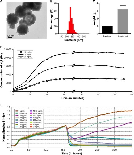 Figure 1 Characterization of DATS-MIONs.Notes: (A) TEM imaging of a single nanoparticle. The scale bar is shown in the lower left corner. (B) Size distribution of DATS-MIONs. (C) Drug loading experiment. One gram of MIONs was used, and the weight of the loaded nanoparticles is shown. (D) Time course of H2S release by DATS-MIONs at different nanoparticle concentrations measured on an H2S-selective microelectrode. (E) Proliferation of HUVECs incubated with different concentrations of DATS-MIONs as monitored on a real-time cell analyzer.Abbreviations: DATS, diallyl trisulfide; HUVECs, human umbilical vein endothelial cells; MIONs, mesoporous iron oxide nanoparticles; TEM, transmission electron microscopy.