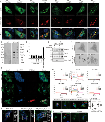 Figure 6. CvpE binds PI(3)P and perturbs PIKfyve activity on lysosomes.