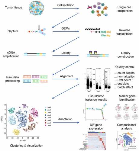 Figure 1. RNA-seq workflow for single-cell studies. Various platforms support different pipelines for dissociating patient samples into single-cell suspensions. After the processing of raw data, a variety of bioinformatic approaches are available for answering biological questions, including those regarding alignment and quality control.