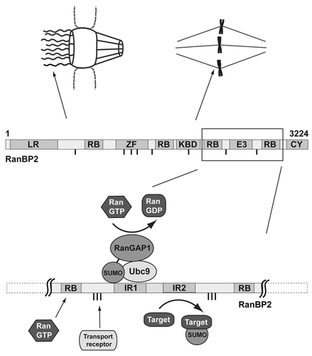 Figure 1. Cellular localization and schematic domain structure of RanBP2 with leucine-rich N-terminus (LR), four RanGTP binding domains (RB), an 8-fold zinc finger (ZF), a kinesin binding domain (KBD), a cyclophilin domain (CY), several FG repeats (dashes) and the SUMO E3 ligase region (E3) that is shown in more detail in the lower part. The complex with sumoylated RanGAP1 and Ubc9 is an active SUMO E3 ligase. Two internal repeats (IR) accommodate the binding site for stable interaction with sumoylated RanGAP1 and the structural Ubc9 (IR1) as well as the site for transient interaction with the catalytic Ubc9 (IR2). IR2 is only active in the context of the complex, in free RanBP2 its E3 ligase activity is negligible. The “core” region of the complex is flanked on both sides by RanGTP binding domains (RB) and FG repeats (dashes) that serve as interaction sites for RanGTP and transport receptors.