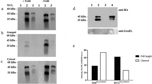 Figure 6. PE_PGRS33 is mainly cleaved in Mycobacterium tuberculosis compared to Mycobacterium bovis BCG