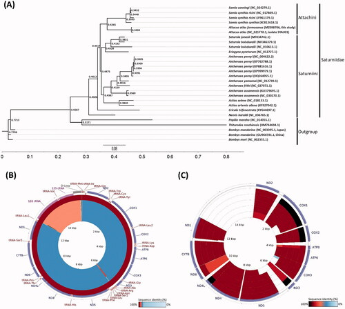 Figure 1. The phylogenetic and comprehensive mitogenomic analysis of mitogenomes from 23 species in Saturniidae. (A) Phylogentic analysis based on whole mitogenomes from 23 species in Saturniidae; Papilio maraho, Thitarodes renzhiensis and 3 species in Bombycidae are the outgroup; (B) Whole mitogenome comparison; From outer to inner: Attacus atlas, Samia cynthia cynthia, Samia canningi, Samia cynthia ricini, and Samia cynthia ricini, and (C) Coding gene sequences comparison of 6 closely related species; From outer to inner: Attacus atlas, Samia canningi, Samia cynthia cynthia, Samia cynthia ricini, and Samia cynthia ricini.