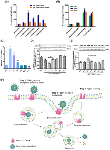Figure 4. (A) Competitive study in hPepT1-Hela cells in the presence of typical substrate GlySar (GS); (B) Influence of proton in the culture medium on the cellular uptake of dipeptide modified NPs in hPepT1-Hela cells; The variation of relative PepT1 mRNA expression versus β-actin (C) and the variations of membrane and cytosol PepT1 protein expression (D,E) after treatments with NSPV1000 NPs for different time over 24 h. Data are shown as mean ± SD. *p < .05, **p < .01 vs. C6/DTX solution group or control group, #p < .05, ##p < .01, n = 3; (F) The schematic illustration of hypothesized mechanism of PepT1-mediated endocytosis.